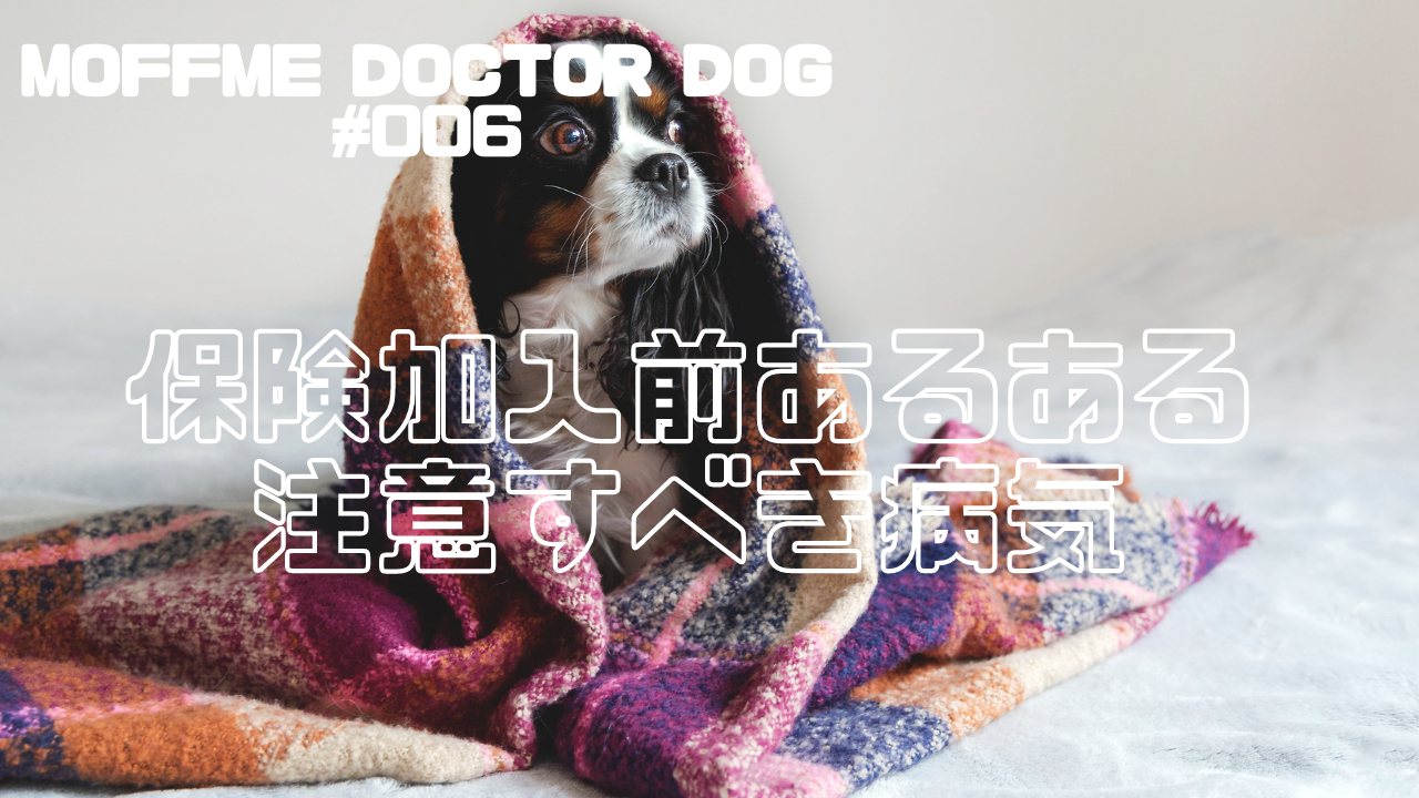 【MOFFME DOCTOR DOG】保険加入ができない？！加入前にかかってしまう病気あるあるのサムネイル画像